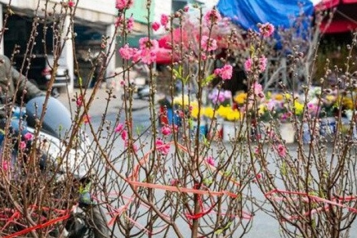 Đào, quất xuống phố, tiểu thương 'hốt bạc' ngay đầu vụ Tết