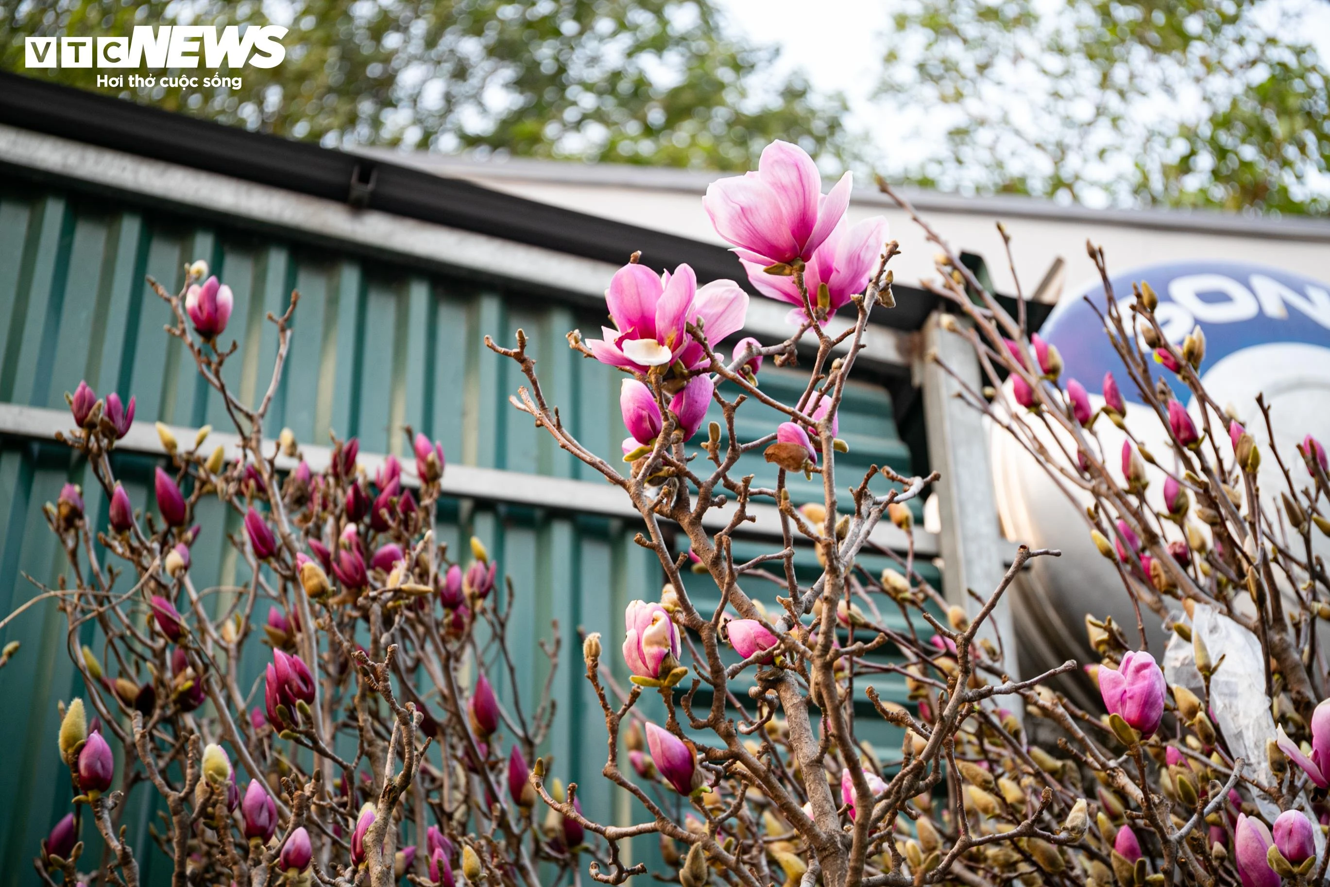 Loài hoa này mang vẻ đẹp tượng trưng cho sự trường thọ, may mắn, tài lộc và thịnh vượng. Hoa có hương thơm, độ bền cao, ý nghĩa phong thủy tốt nên được nhiều người lựa chọn. Mỗi cành hoa mộc lan có giá 1 - 8 triệu đồng.