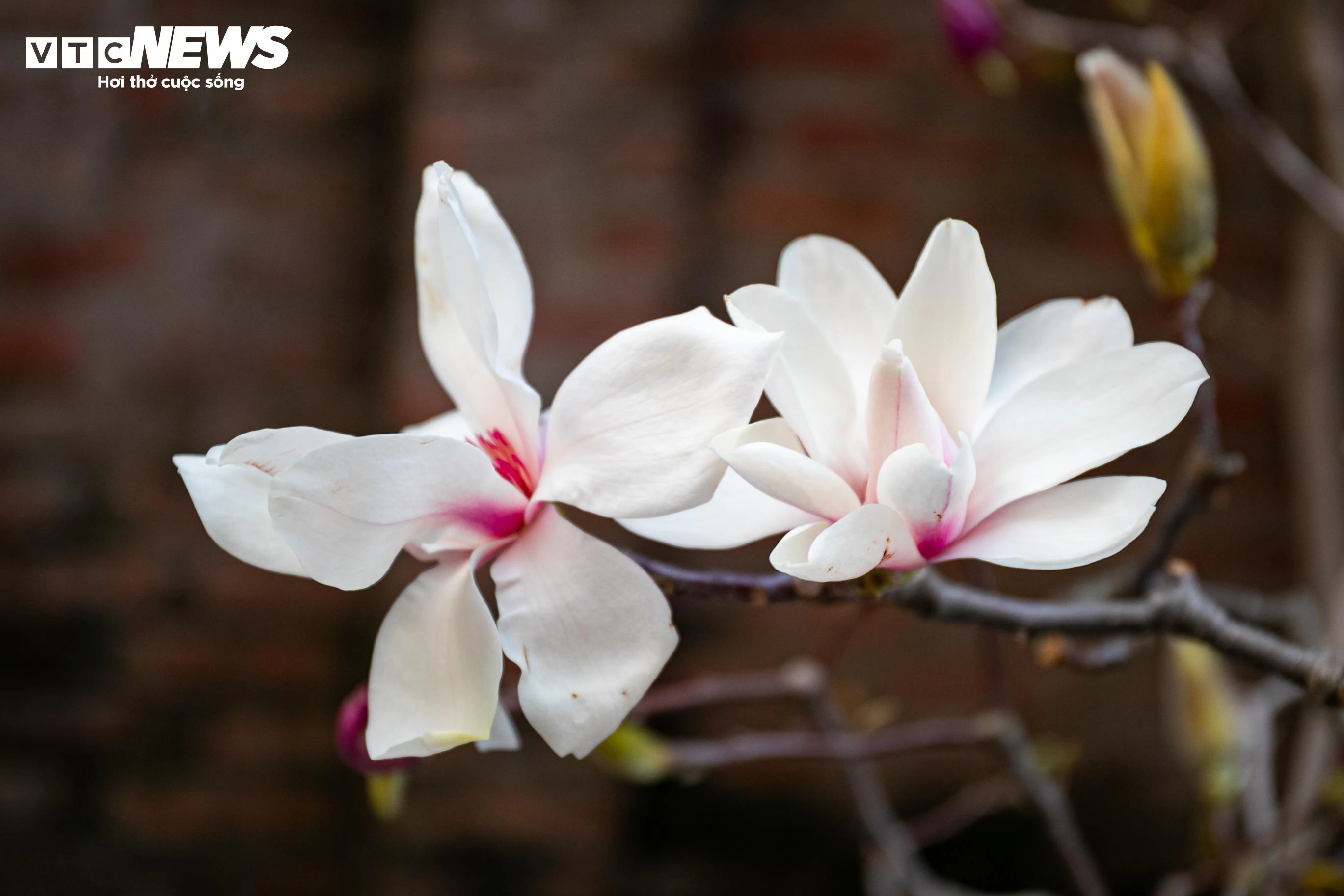 Loài hoa này mang vẻ đẹp tượng trưng cho sự trường thọ, may mắn, tài lộc và thịnh vượng. Hoa có hương thơm, độ bền cao, ý nghĩa phong thủy tốt nên được nhiều người lựa chọn. Mỗi cành hoa mộc lan có giá 1 - 8 triệu đồng.