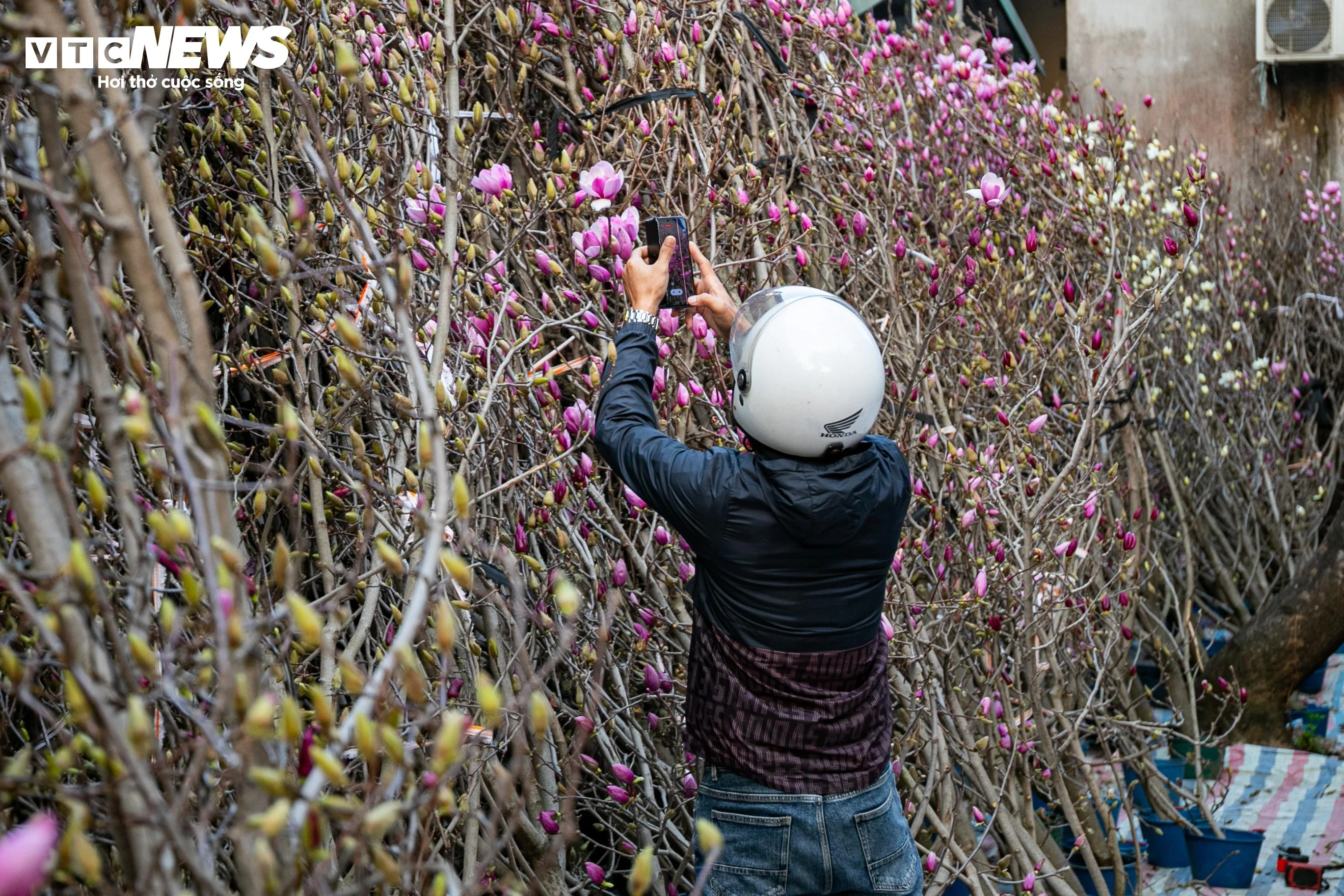 Người dân thích thú, dừng chân chụp ảnh và chọn mua hoa mộc lan.