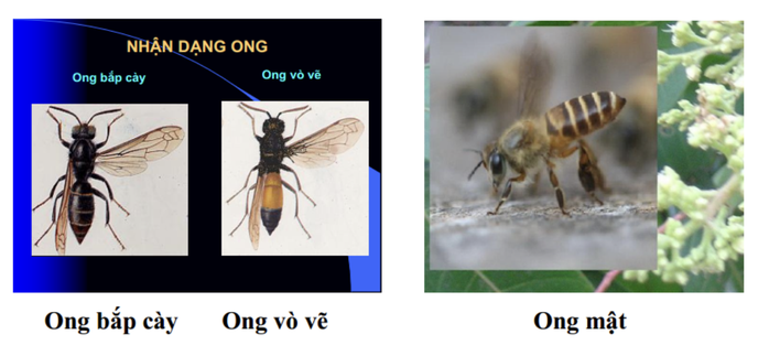 Ngoài độc tính trực tiếp, nọc ong có thể kích hoạt phản vệ, một phản ứng dị ứng cấp tính, diễn tiến nhanh và có thể gây tử vong nếu không xử trí kịp thời.
