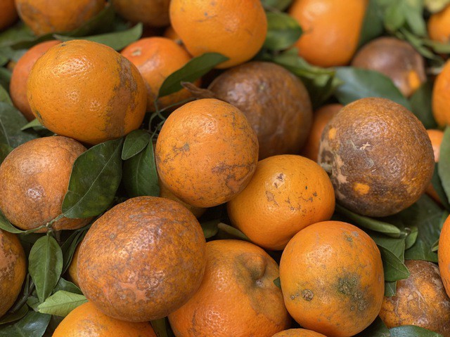 Quýt sim vỏ rám nhưng có hương vị thơm ngon, ngọt lịm nên nhận được sự quan tâm của người tiêu dùng.