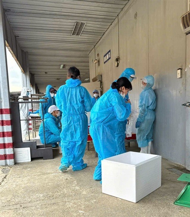 Cơ quan chức năng phát hiện nhiều lô nguyên liệu của Công ty Cổ phần Đồ hộp Hạ Long nhiễm dịch tả châu Phi.