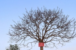 Nhìn như cành củi khô, cây mai Yên Tử bất ngờ được hỏi mua gần 1 tỷ đồng