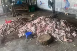 Phát hiện thịt lợn bốc mùi hôi thối sắp 'tuồn' ra thị trường