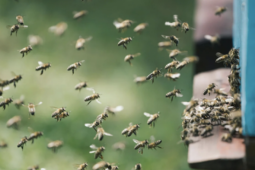 Người phụ nữ bị đàn ong đốt nguy kịch dù nhảy xuống sông