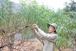 Ở vùng Đà Bắc của Hòa Bình trước đây, nay là tỉnh Phú Thọ, loại cây cảnh đang hot này bất ngờ trơ trụi