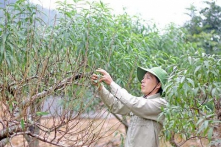 Ở vùng Đà Bắc của Hòa Bình trước đây, nay là tỉnh Phú Thọ, loại cây cảnh đang hot này bất ngờ trơ trụi