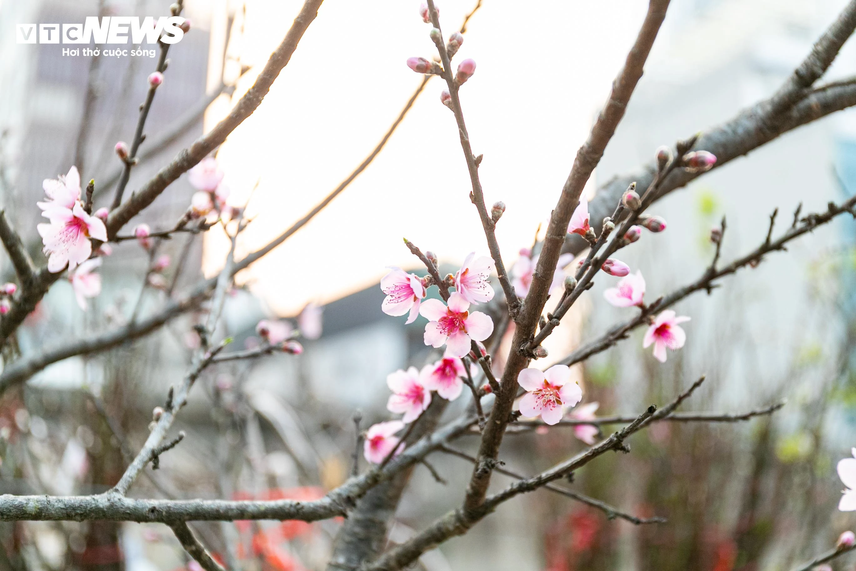 Ngoài ra, đào rừng được tiểu thương nhập về từ Lạng Sơn, Mộc Châu, Lào Cai và bày bán với giá 200.000 - 500.000 đồng/cành.