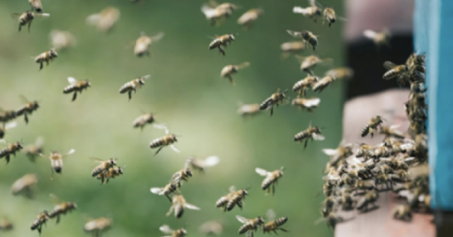 Người phụ nữ bị đàn ong đốt nguy kịch dù nhảy xuống sông