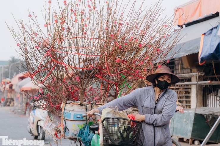 Không chỉ có đào phai Tây Bắc, cành đào bích Nhật Tân với đủ kích cỡ cũng được người mua lựa chọn.