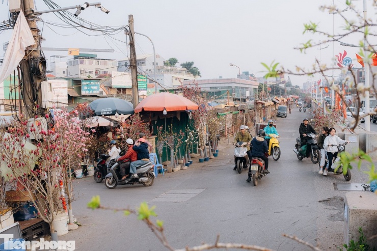 Dọc đường Âu Cơ (đoạn qua chợ hoa Quảng An, phường Tây Hồ), sắc đào rực rỡ đã bắt đầu nhuộm thắm hai bên đường, níu chân người qua lại ngắm nghía và chọn mua.