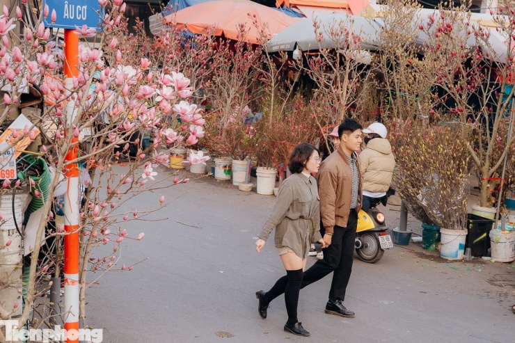 Giữa tiết trời giá lạnh của Hà Nội, những cánh đào bung nở sớm như mang cả mùa xuân xuống phố, dù còn hơn một tháng nữa mới đến Tết Nguyên đán.