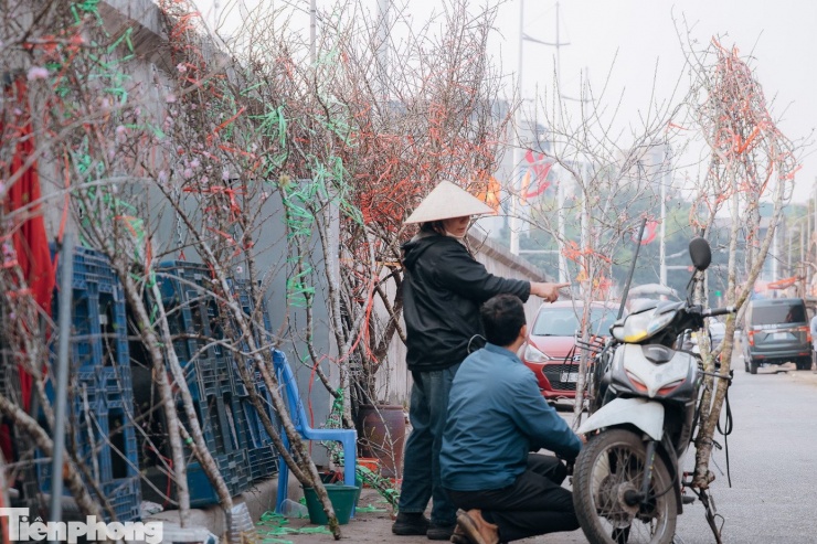 Nhiều khách hứng thú với những cành đào rừng Tây Bắc dáng lớn, có mức giá dao động từ khoảng một triệu đồng đến 2,5 triệu đồng mỗi cành.
