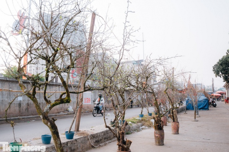 Ngoài hoa đào, các loại hoa khác như hoa lê, hoa mận cũng được bày bán rộng rãi.