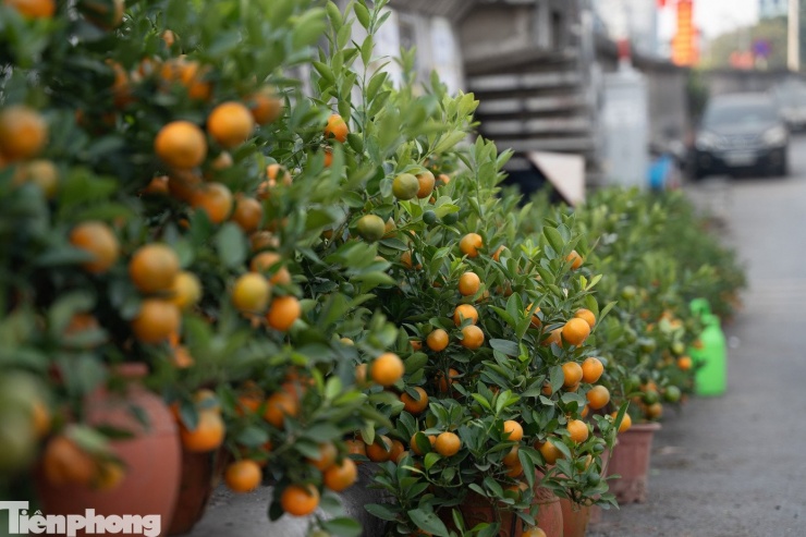Bên cạnh đào, những chậu quất trĩu quả, lá xanh mướt cũng “xuống phố” sớm, góp thêm gam màu rực rỡ cho bức tranh Tết ở chợ hoa Quảng An.