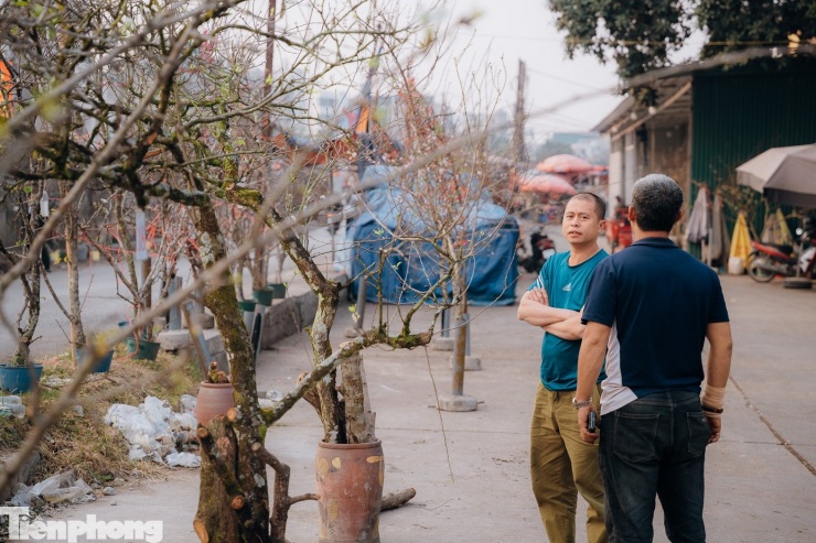 "Giá hoa lê, hoa mận năm nay dao động từ 2 triệu đồng đến 3 triệu đồng/cành, có chậu kèm theo, giá thành cũng không quá chênh lệch so với năm ngoái", anh Nam nói.