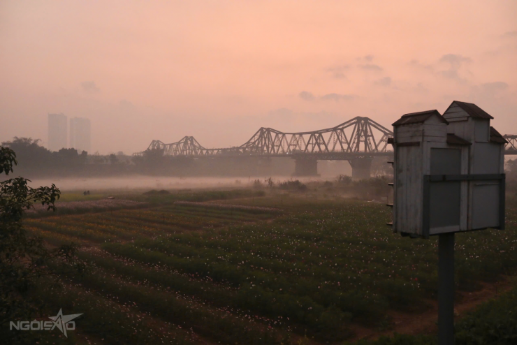 Bến hoa Phúc Xá hồi sinh, thành điểm 'săn' bình minh hot - 1