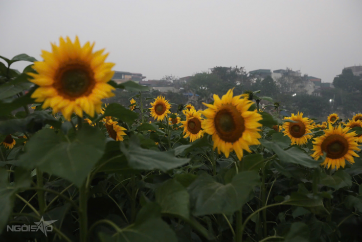 Bến hoa Phúc Xá hồi sinh, thành điểm 'săn' bình minh hot - 4