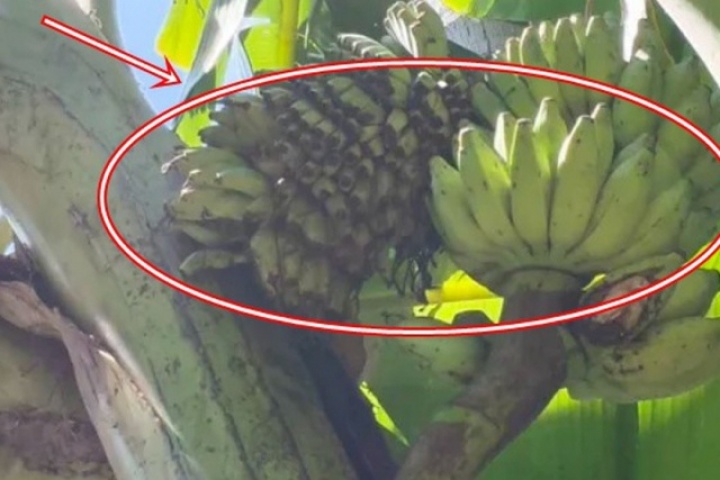 Cây chuối trong làng bỗng xuất hiện hiện tượng lạ, người dân xôn xao "chưa từng thấy bao giờ"