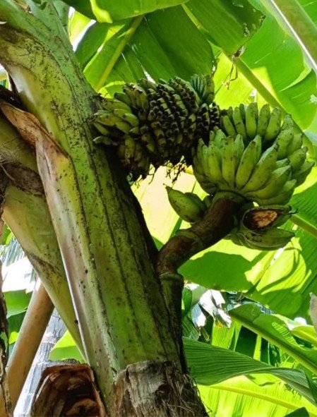 Một hiện tượng hiếm gặp liên quan đến cây chuối bất ngờ xuất hiện tại thôn 11, xã Khao Changum, huyện Photharam, tỉnh Ratchaburi (Thái Lan). (Ảnh: The Thaiger)