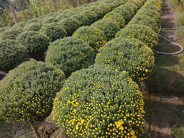 Cúc mâm xôi nở sớm tại nhà vườn ở xã Chợ Lách, tỉnh vĩnh Long