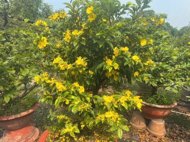 Mai vàng bung nở sớm