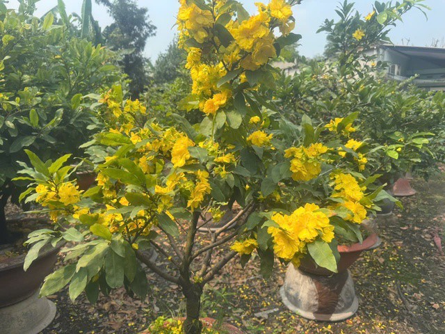 Nhiều vườn mai ở TP HCM nở sớm trước Tết khoảng một tháng