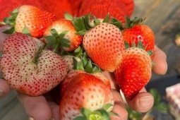 Lịch trình ba ngày khám phá Mộc Châu dịp Tết Nguyên đán