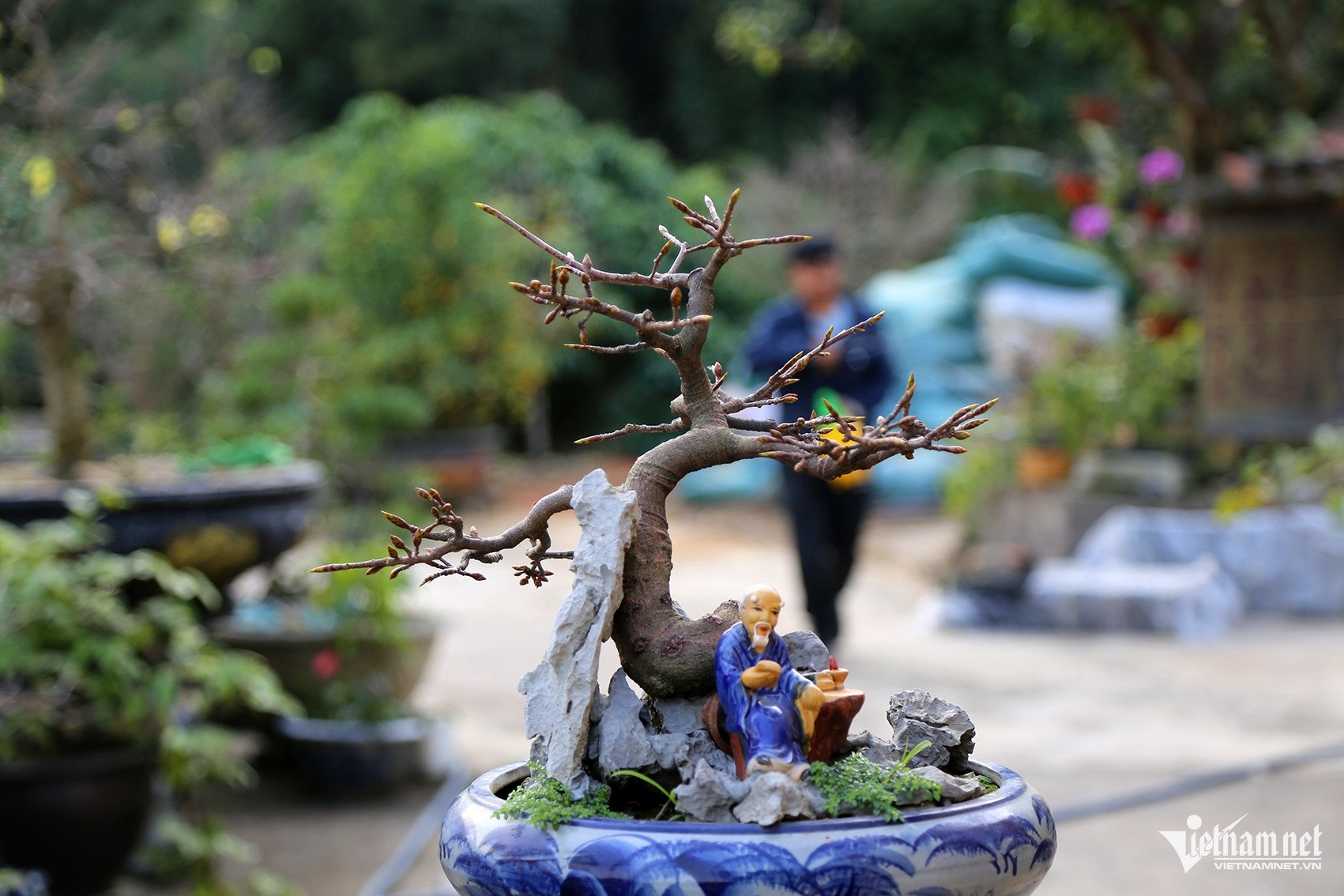 Ngoài những cây cỡ lớn, mai vàng Yên Tử còn được trồng bonsai, giá lên đến vài triệu đồng/cây. Ảnh: Phạm Công