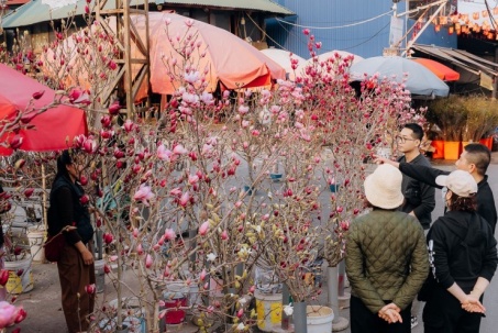 Đào quất xuống phố, người Hà Nội sắm Tết sớm