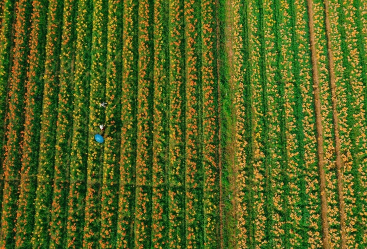 Cánh đồng hoa ly nhuộm vàng ven sông Kinh Thầy - 1