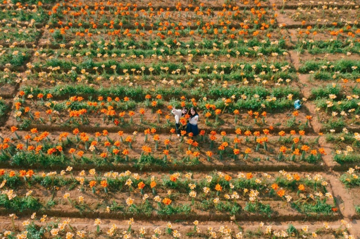 Cánh đồng hoa ly nhuộm vàng ven sông Kinh Thầy - 2