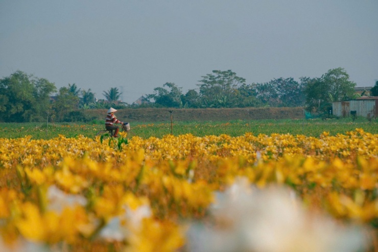 Cánh đồng hoa ly nhuộm vàng ven sông Kinh Thầy - 5