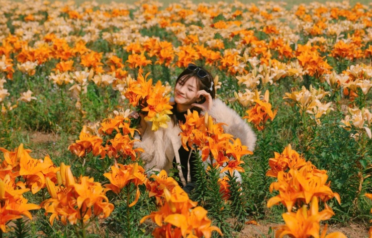 Cánh đồng hoa ly nhuộm vàng ven sông Kinh Thầy - 7