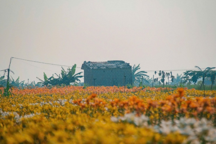 Cánh đồng hoa ly nhuộm vàng ven sông Kinh Thầy - 8