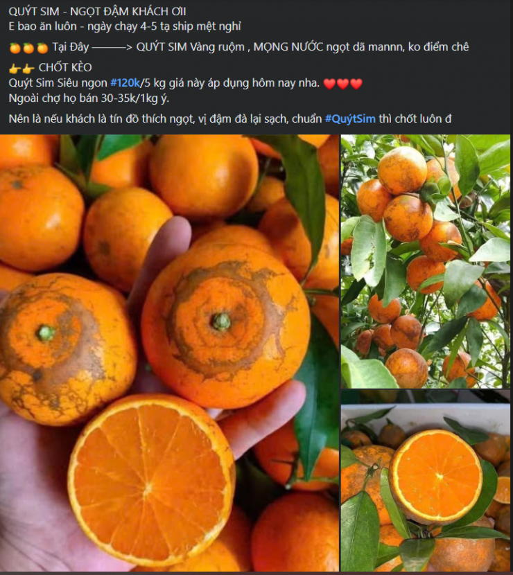 Quýt sim được rao bán khắp nơi với mức giá bình dân.