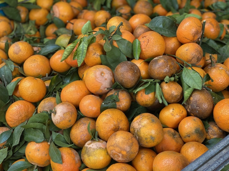 Vỏ ngoài rám của quýt sim cộng thêm sự chắc nịch của người bán về nguồn gốc nên loại quả này được người tiêu dùng tin tưởng có xuất xứ từ Việt Nam.