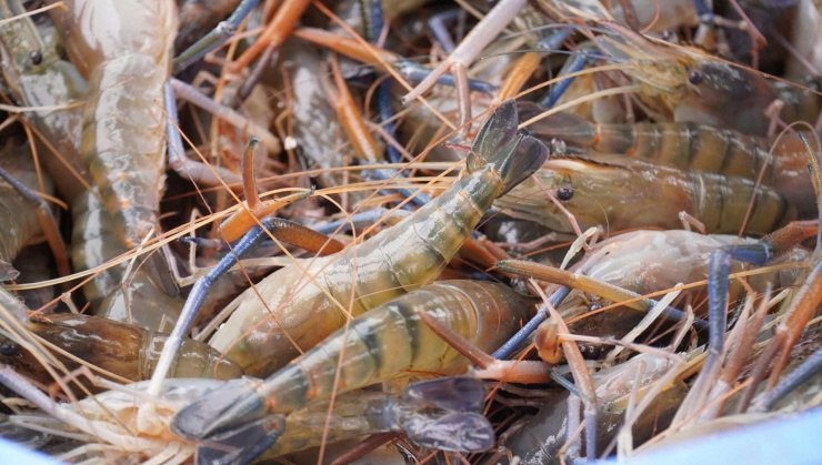 Theo đánh giá của nhiều người tiêu dùng tại Cà Mau, tôm càng xanh tươi sống sau khi được chị Hương chế biến thành tôm khô có vị ngon ngọt, nhiều thịt, bảo quản được lâu. Ảnh: An An