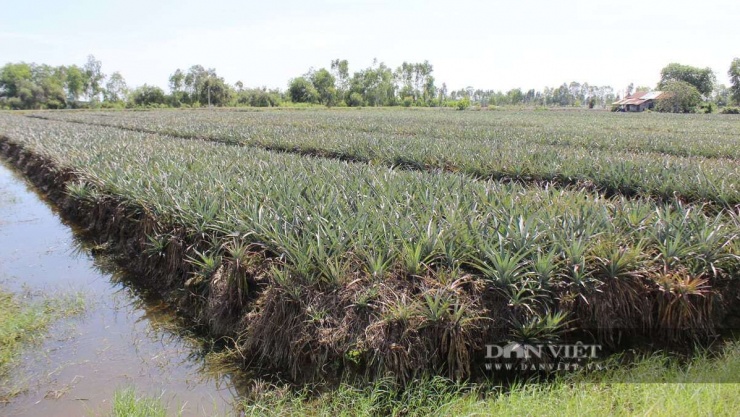 Ông Sáu tận dụng diện tích mặt nước trong vùng trồng dứa để nuôi thêm cá, tăng thu nhập. Ảnh: Nguyên Vỹ