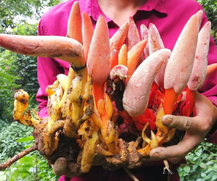 Sở hữu vẻ ngoài “ngượng đỏ mặt” nhưng nấm ngọc cẩu chứa nhiều dưỡng chất, phù hợp với nhiều người, đặc biệt là phái mạnh.