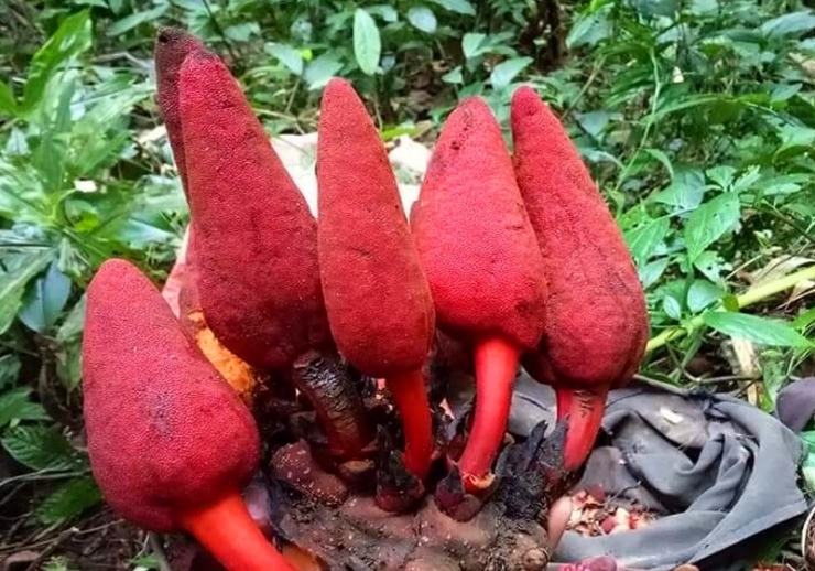 Vì thế, nấm ngọc cẩu ở Việt Nam chỉ khai thác chủ yếu trong tự nhiên và xuất hiện theo mùa nhất định.