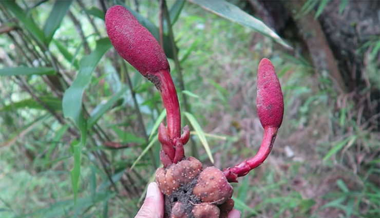 Thông thường, nấm ngọc cẩu dùng ngâm rượu hoặc xào với thịt chế biến thành món ăn.