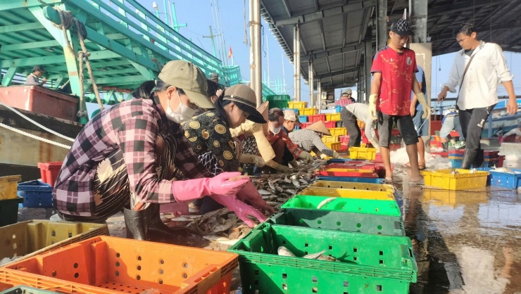 Năm nay, nhiều ngư dân tỉnh Cà Mau phấn khởi cho biết họ đã trúng đậm mùa cá ba thú, cá ngừ, cá cơm,… nhất là 'trúng lớn' cá ba thú vừa được mùa, vừa được giá.