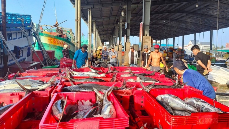 Chủ tàu Phan Quốc Tuyền (ngụ xã Sông Đốc, tỉnh Cà Mau) chia sẻ, chuyến biển cuối năm nay mang lại kết quả rất khả quan. “Càng gần Tết, nhu cầu thị trường tăng cao nên giá cá cũng tốt hơn. Tàu tôi chủ yếu khai thác các loại cá chợ nhưng năm nay sản lượng tốt hơn mọi năm, đặc biệt là cá ngừ, cá ba thú trúng hơn và giá cũng ổn định hơn trước”, anh Tuyền nói.