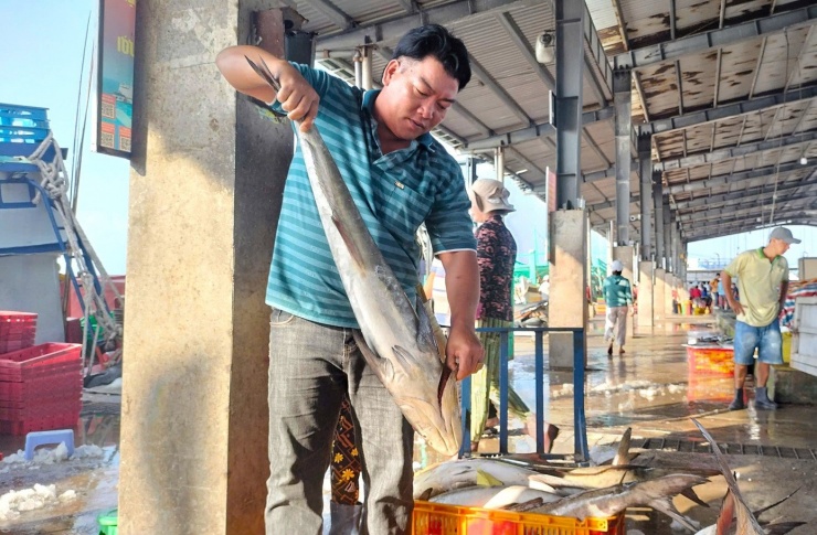 Không chỉ tàu của anh Tuyền, nhiều ngư dân khác cũng ghi nhận một mùa biển thuận lợi. Ngư dân Trần Quốc Thái, chủ tàu cá CM 99885-TS cho biết, những chuyến biển vừa qua chủ yếu đánh được cá ba thú, cá ngừ thu nhập “đỡ hơn những năm trước và có lãi”.