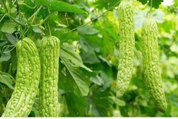 Những thực phẩm vị đắng đang bị bỏ quên nhưng tốt cho thận