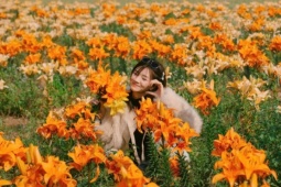 Cánh đồng hoa ly nhuộm vàng ven sông Kinh Thầy