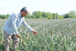 Biến đất phèn thành đất tốt cho cây lắm mắt, nhiều gai, nông dân Tây Ninh thu tiền tỷ