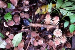 Cây mọc dại có tên "ngượng đỏ mặt", mỗi năm chỉ có một mùa, nay thành đặc sản nhiều người lùng mua, 400.000 đồng/kg